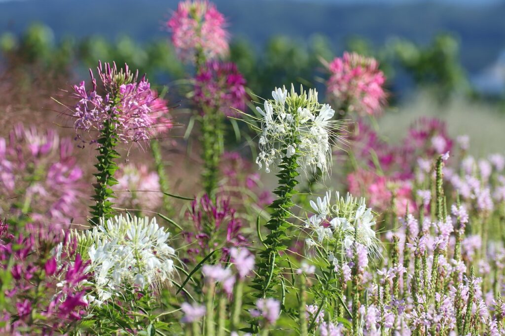 plantes vivaces