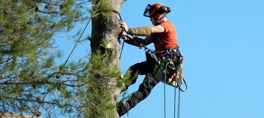 Élagage d'un arbre