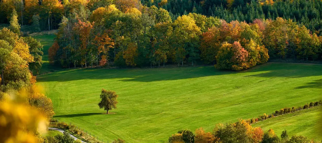 jardin automne