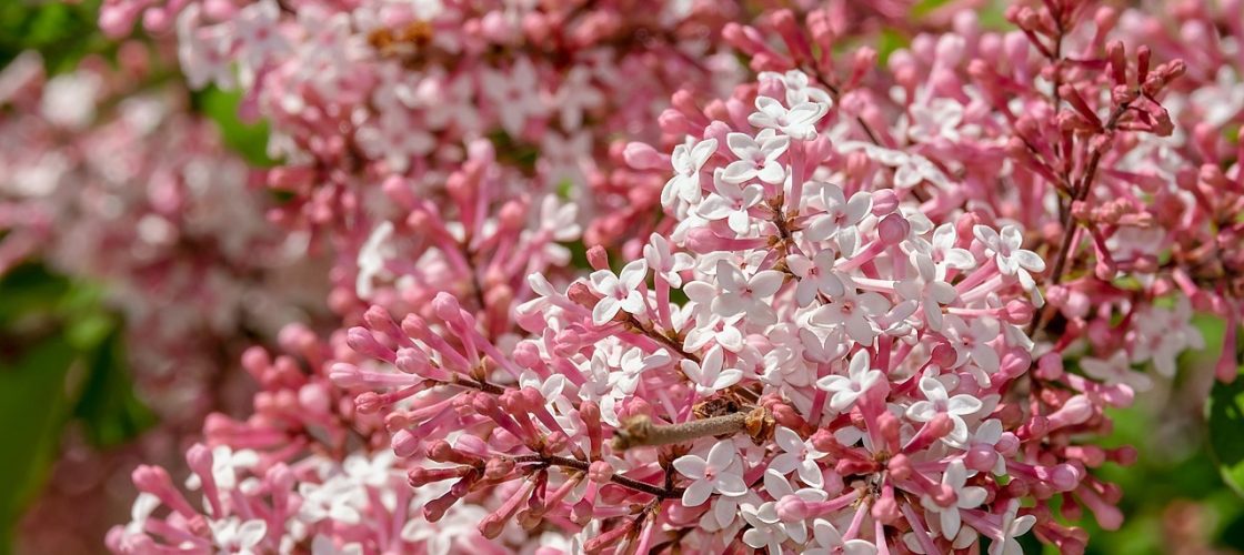 lilas rose paysagiste marne