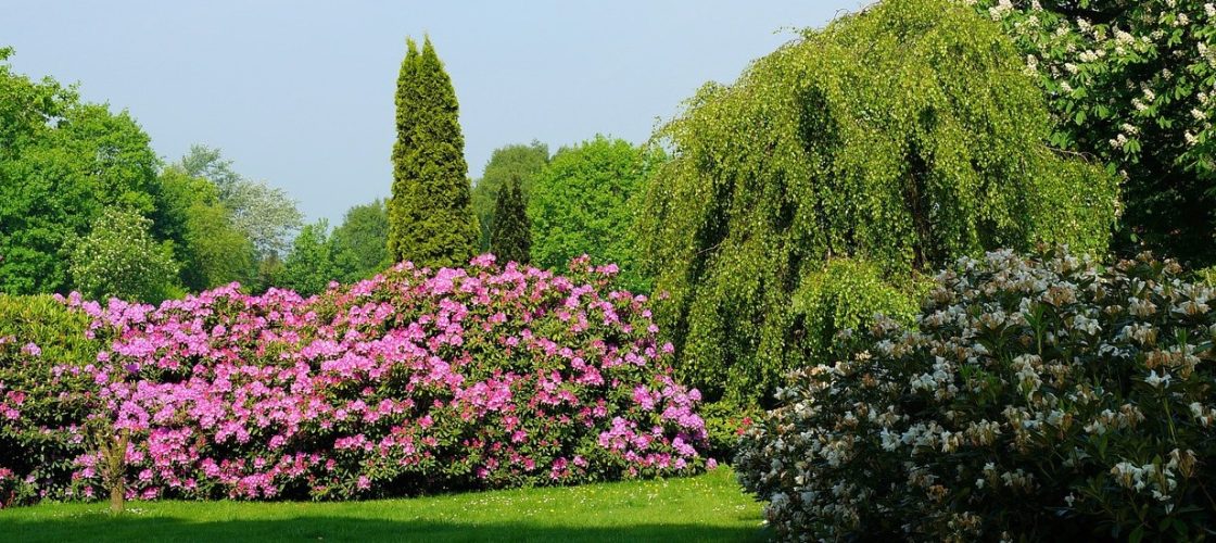 rhododendron jardin